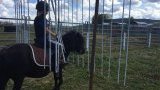 Stages d'équitation