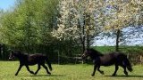 Nos chevaux