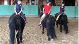 Cours d'équitation