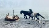 Nos chevaux