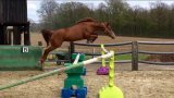 Nos chevaux