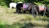 Balades et randonnées à cheval