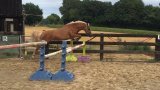 Nos chevaux
