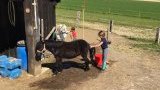 Cours d'équitation