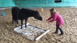 Cours d'équitation